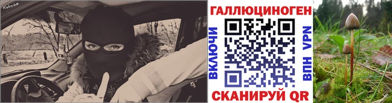 hydra   Шлиссельбург  Галлюциногенные грибы Psilocybe 